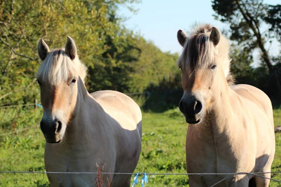 Fjordhest Birkens Jack - 7 sep 2013
  taget af Anna Østergaard Filholm billede 15