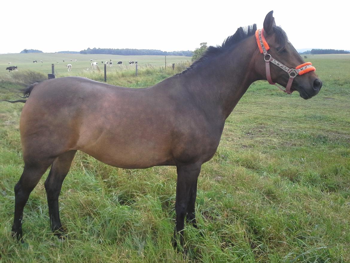 Anden særlig race Freja Ømarksgård billede 1