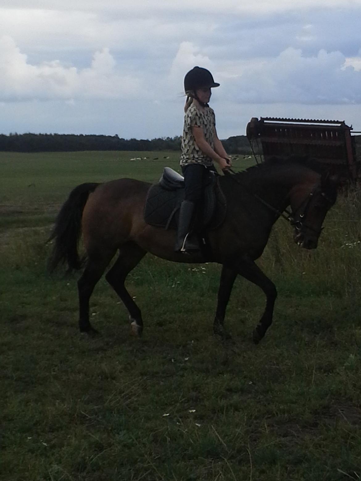 Anden særlig race Freja Ømarksgård billede 7