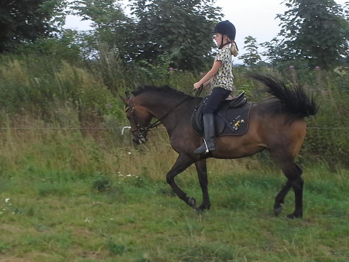 Anden særlig race Freja Ømarksgård billede 8