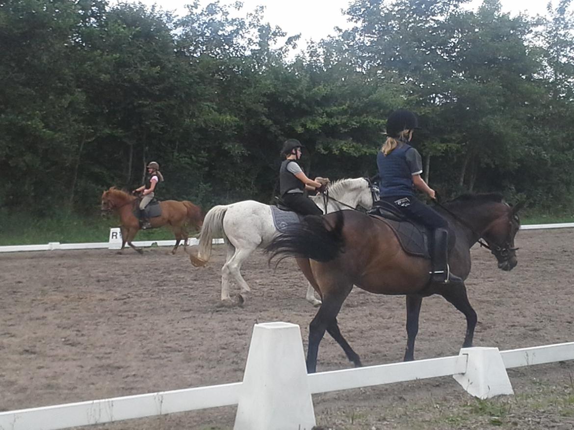 Anden særlig race Freja Ømarksgård billede 9