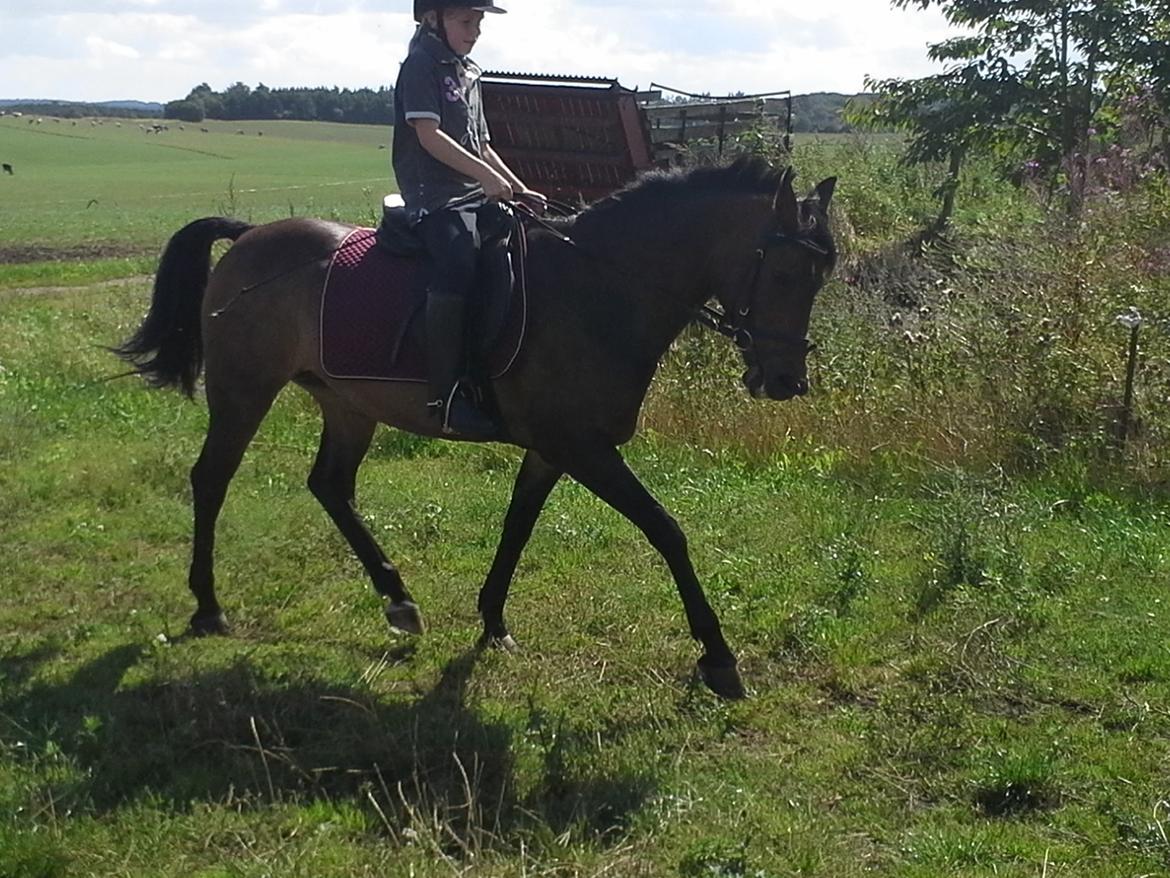 Anden særlig race Freja Ømarksgård billede 10
