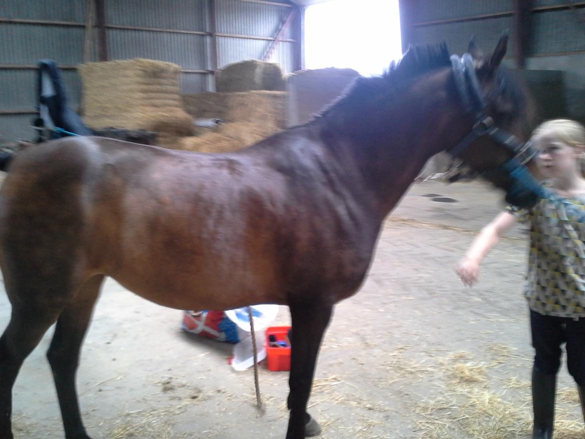 Anden særlig race Freja Ømarksgård billede 12