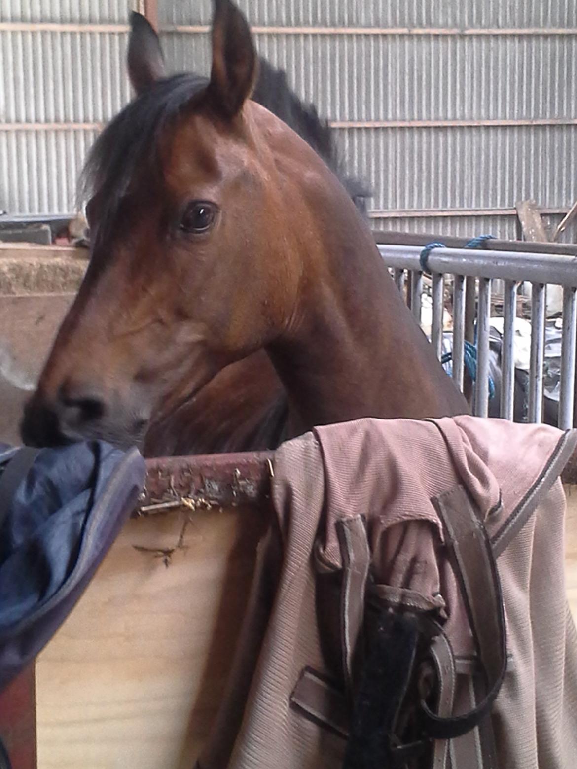 Anden særlig race Freja Ømarksgård billede 13