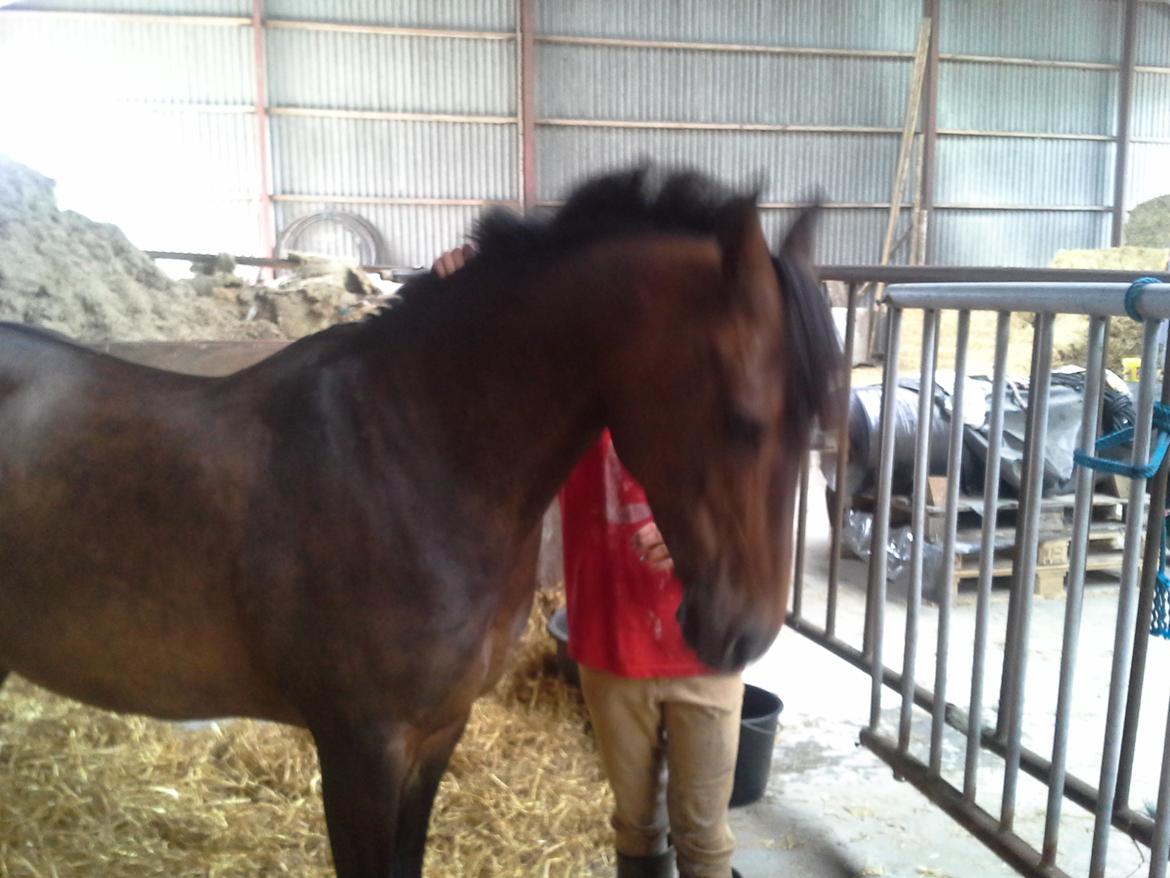 Anden særlig race Freja Ømarksgård billede 14