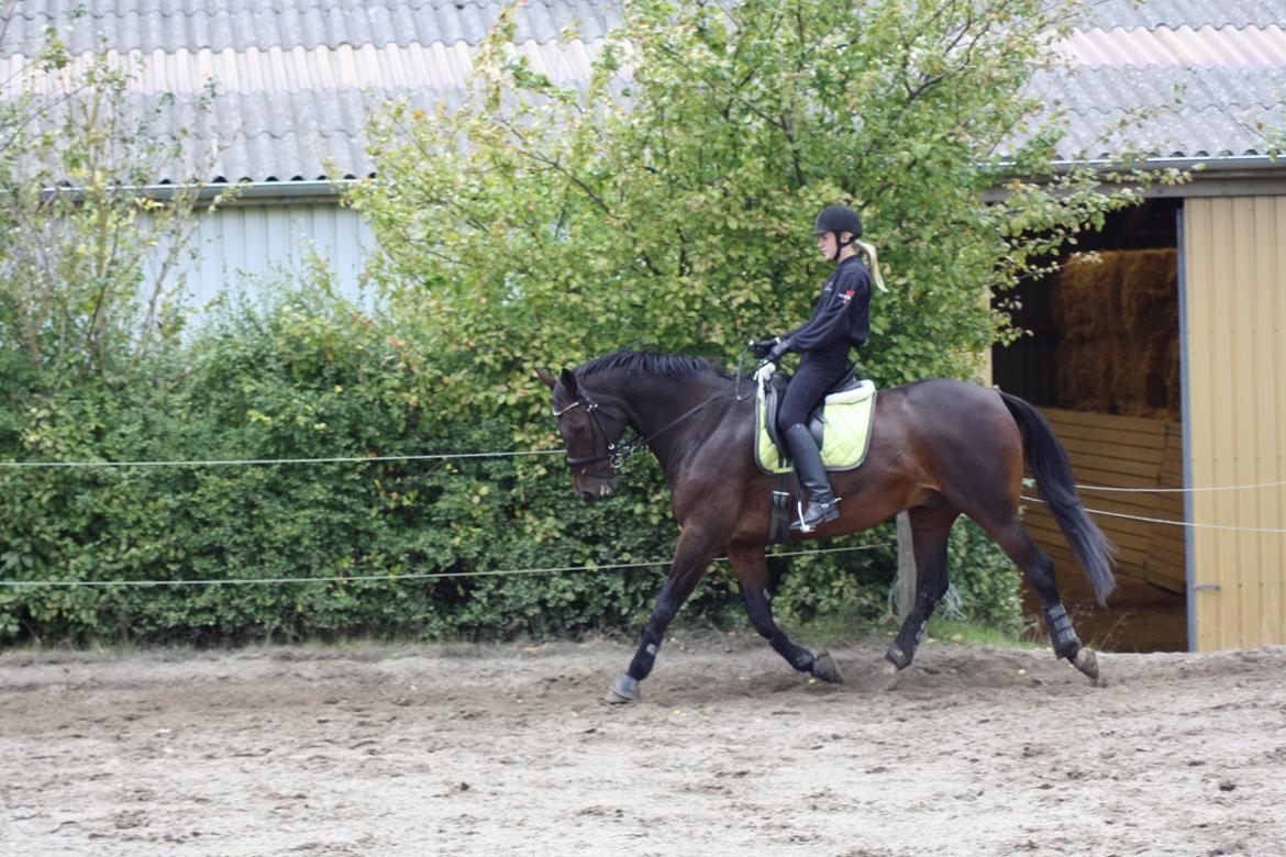 Anden særlig race Easy Go Sofus billede 13