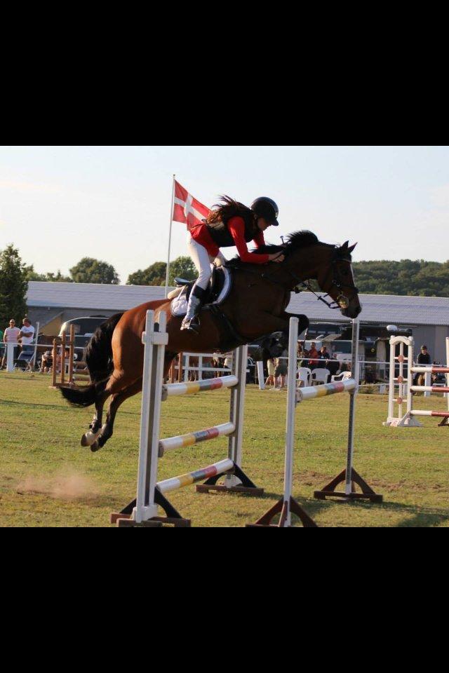 DSP Pikant V. - A pony - MA 0 fejl billede 2