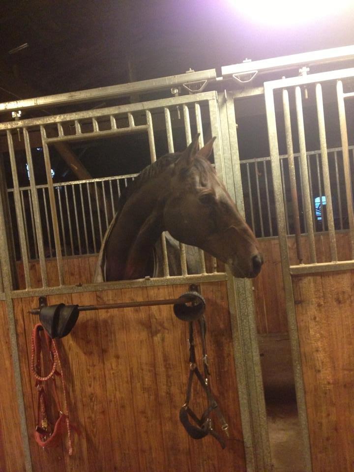 Anden særlig race Easy Go Sofus billede 4