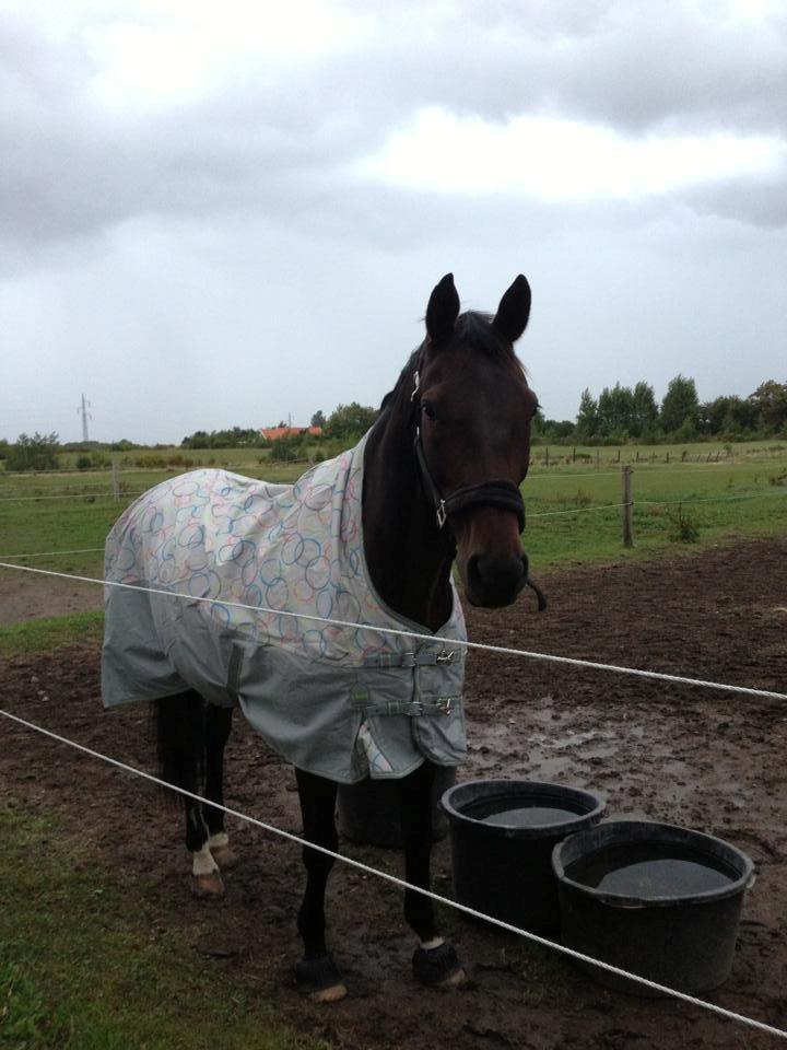 Anden særlig race Easy Go Sofus billede 15