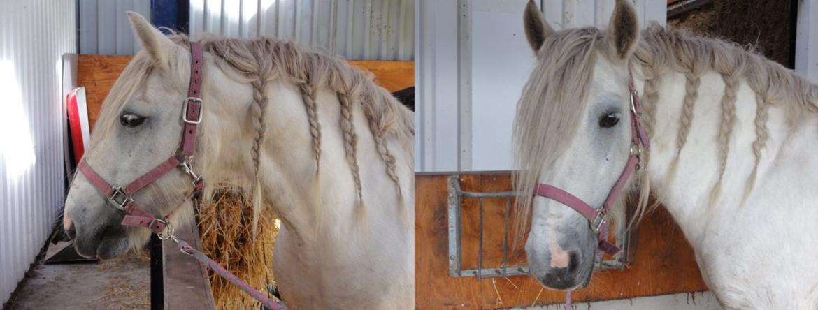 Irish Cob Tøsen *himmelhest* - Babyhest
September 2013:-) billede 9