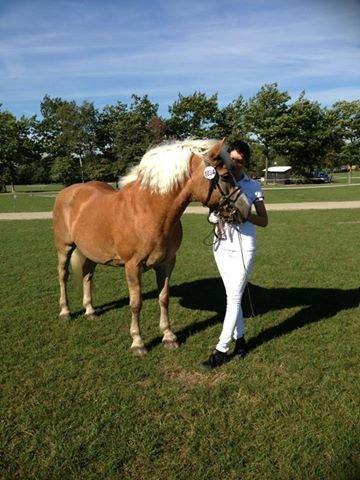 Tyroler Haflinger Aziz - Store Hestedag 2013. billede 13