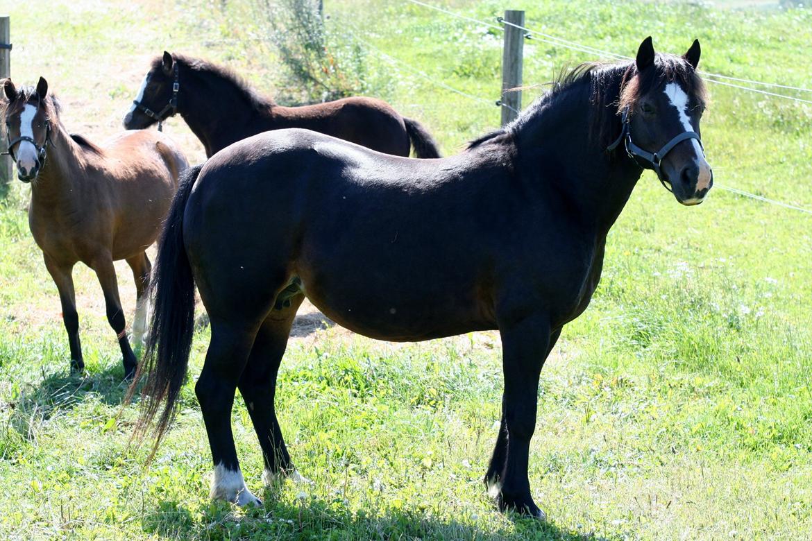 Welsh Pony af Cob-type (sec C) gribsvads bimbu - bimbu & søn + en sec a hoppe   bimbu tidligere pony billede 10