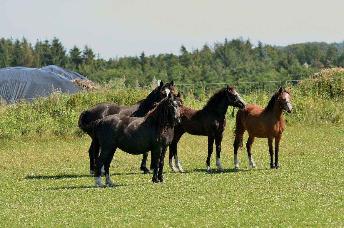 Welsh Pony af Cob-type (sec C) gribsvads bimbu - nina + bimbu + josefine + brendon.  
 bimbu tidligere pony billede 11