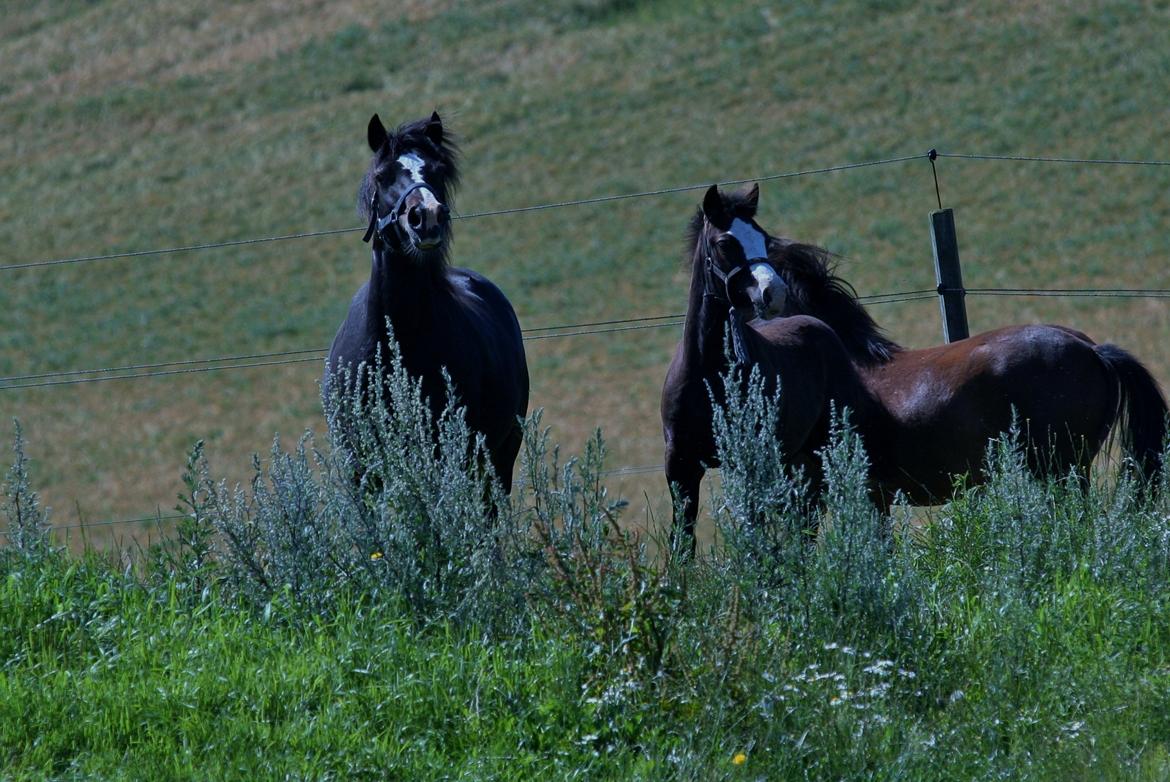 Welsh Pony af Cob-type (sec C) gribsvads bimbu - bimbu til venstre
brandon i mitten 
josefine til højer
 billede 12