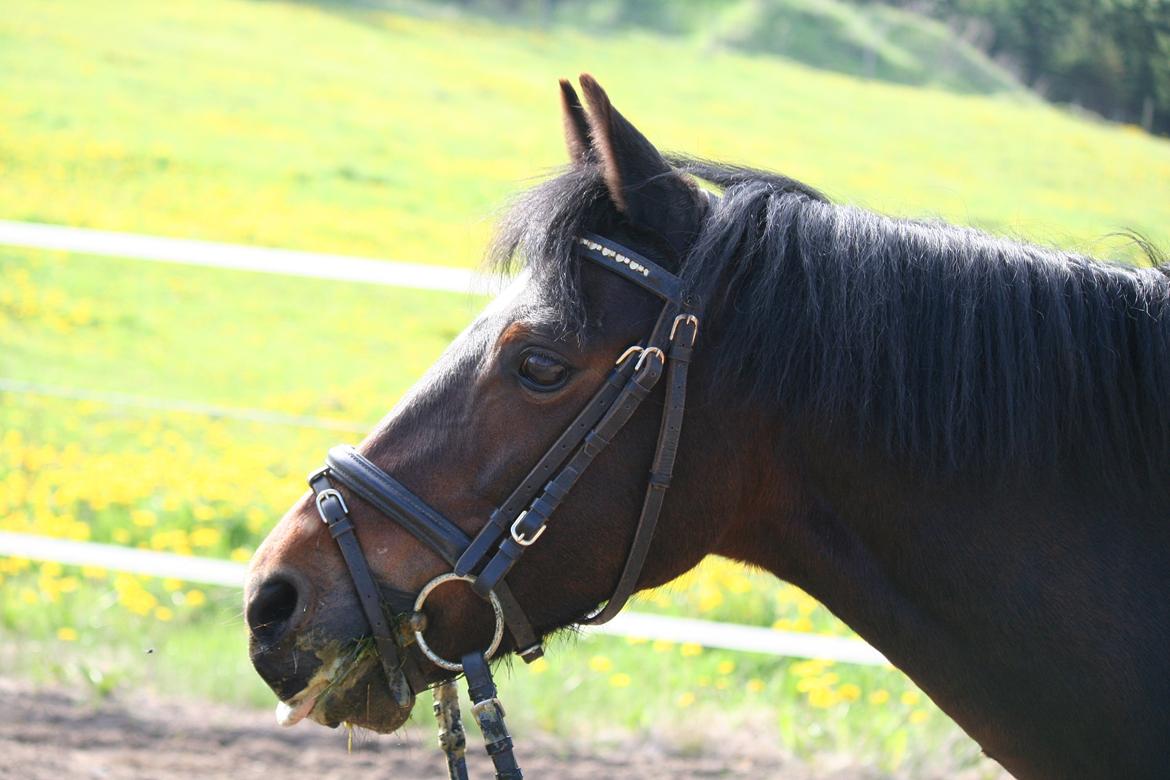 Welsh Pony (sec B) Korreborg's Sonny Boy " SOLGT" :( - Min smukke dreng! billede 2