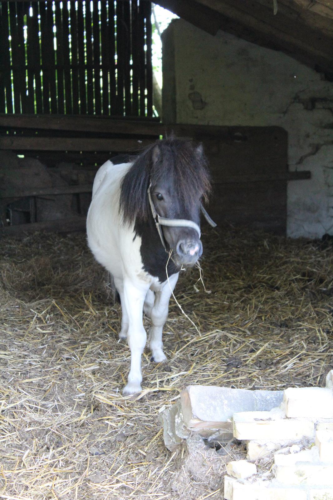 Shetlænder Buller - Sommeren 2011 
 billede 1