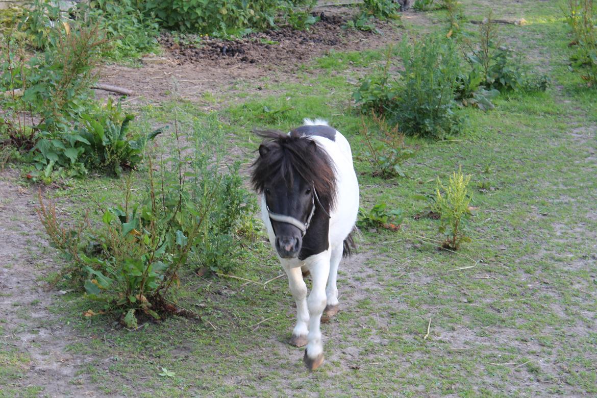 Shetlænder Buller - Sommeren 2011
 billede 2