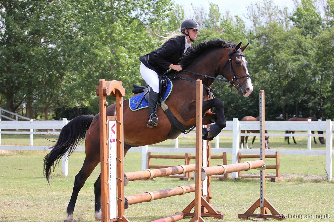 Anden særlig race Marquis (Grisen) R.I.P - Velkommen til Marquis' profil her kan i følge os lidt i vores hverdag (:
 LE (80cm) 2013 (: billede 5