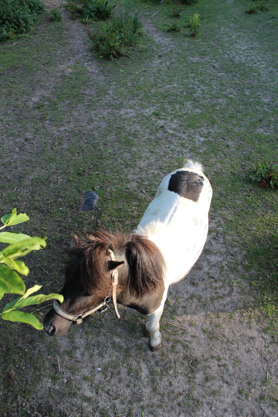 Shetlænder Buller billede 3