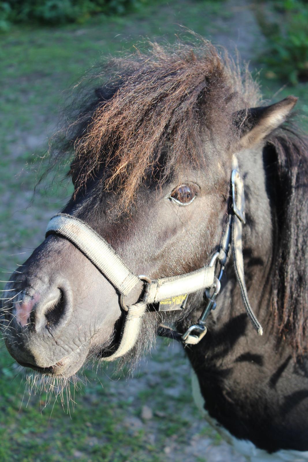 Shetlænder Buller billede 4