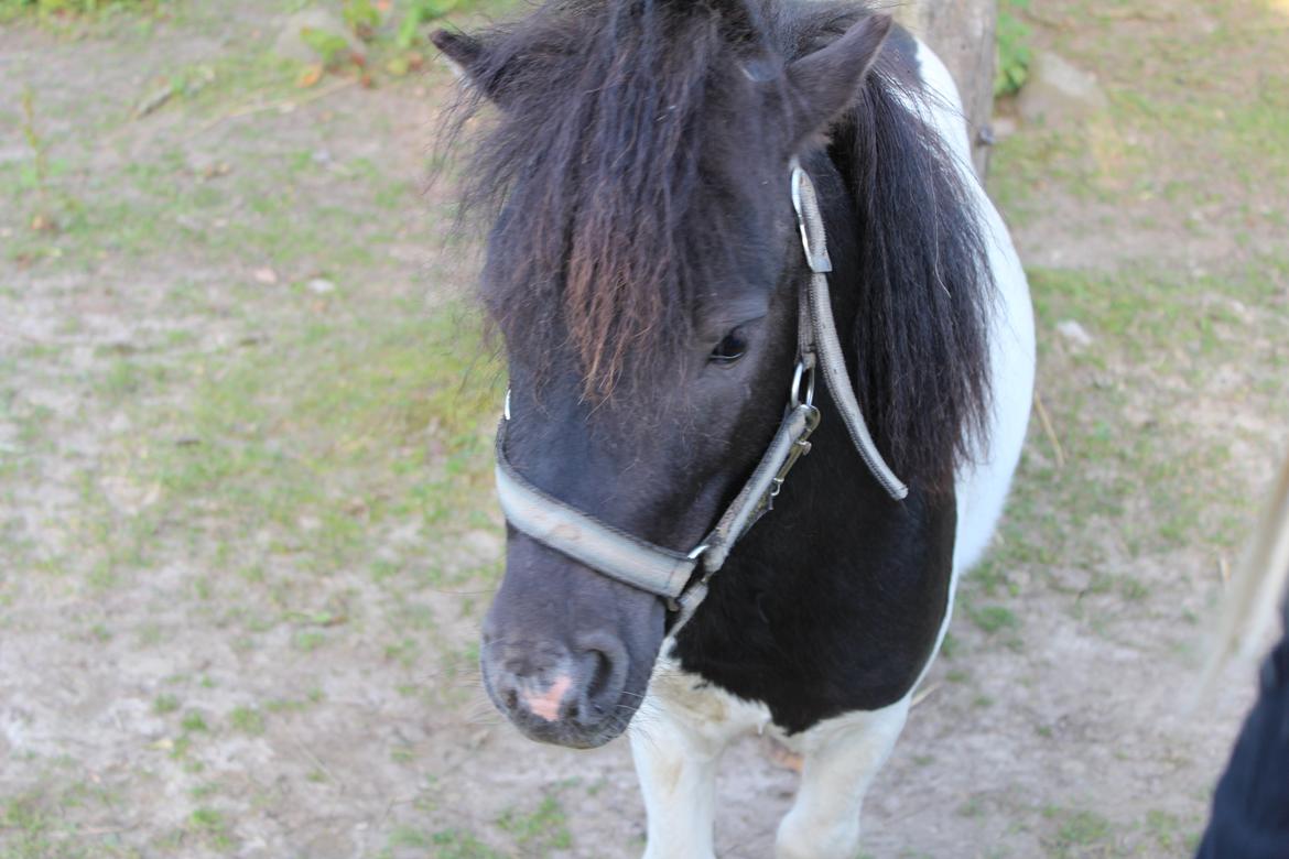 Shetlænder Buller billede 5