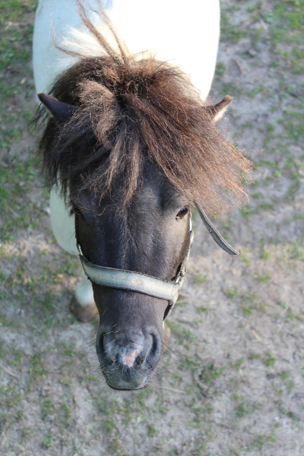 Shetlænder Buller billede 6