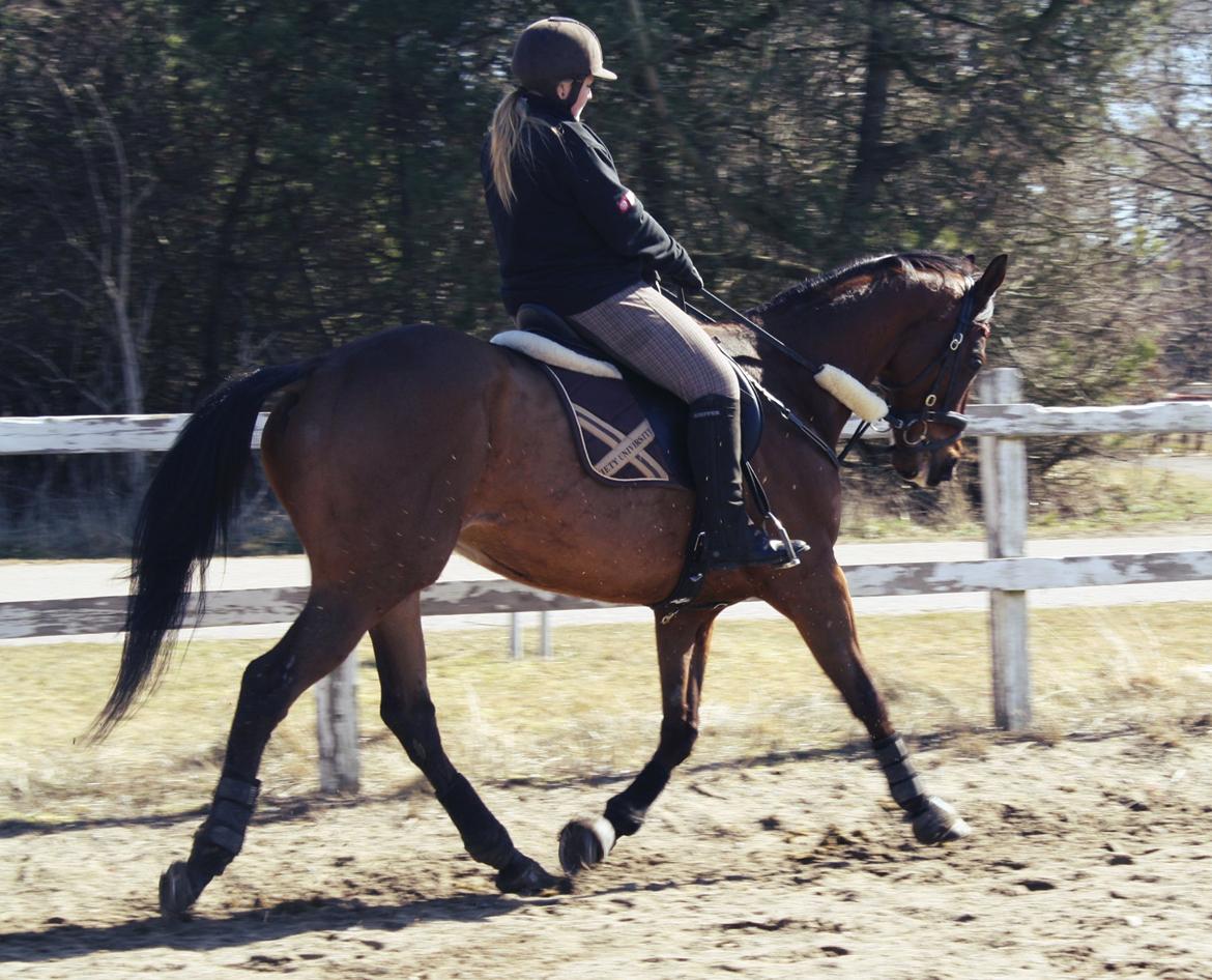 Fuldblod (XX) Flyin Dane (Fabian) billede 9