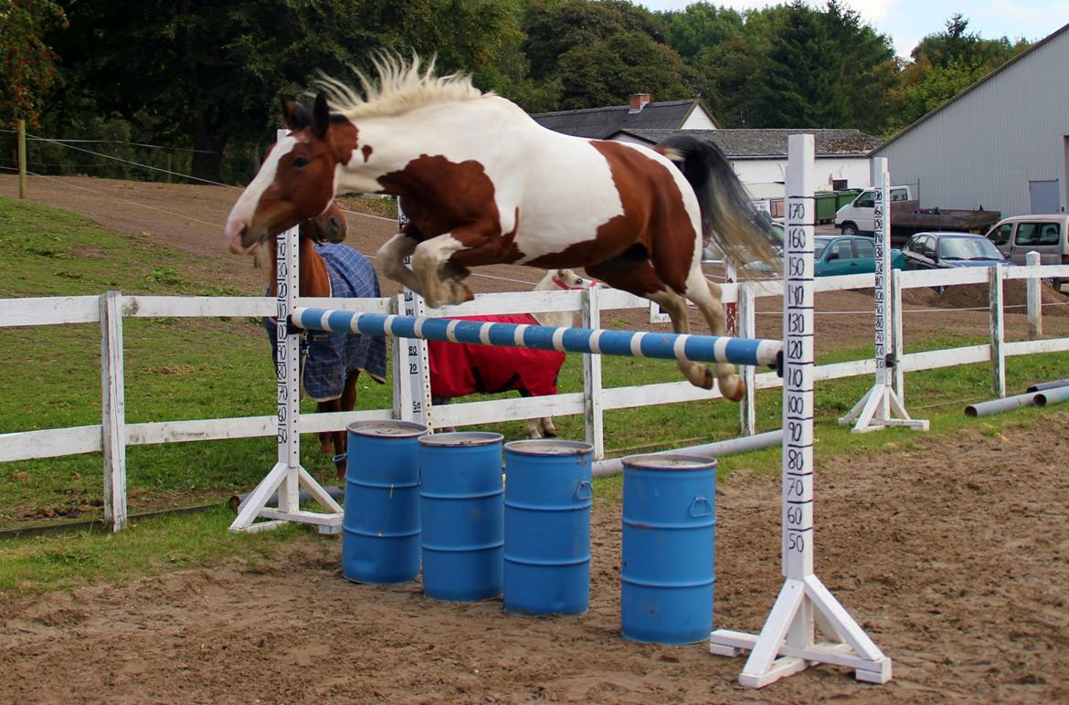 Pinto Alfons Åberg - 17/9-13. Åberg springer 120cm som er det højeste han nogensinde har sprunget! :) billede 26