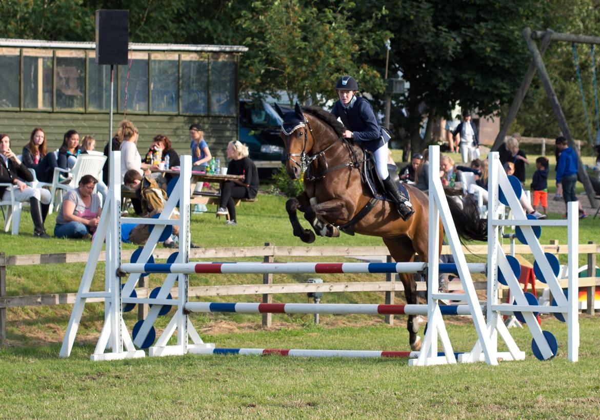 Tysk Varmblod | Giaccomo 43 - We kissed, I fell under under your spell of love - no one could deny <3 Foto: Rune Jensen billede 12