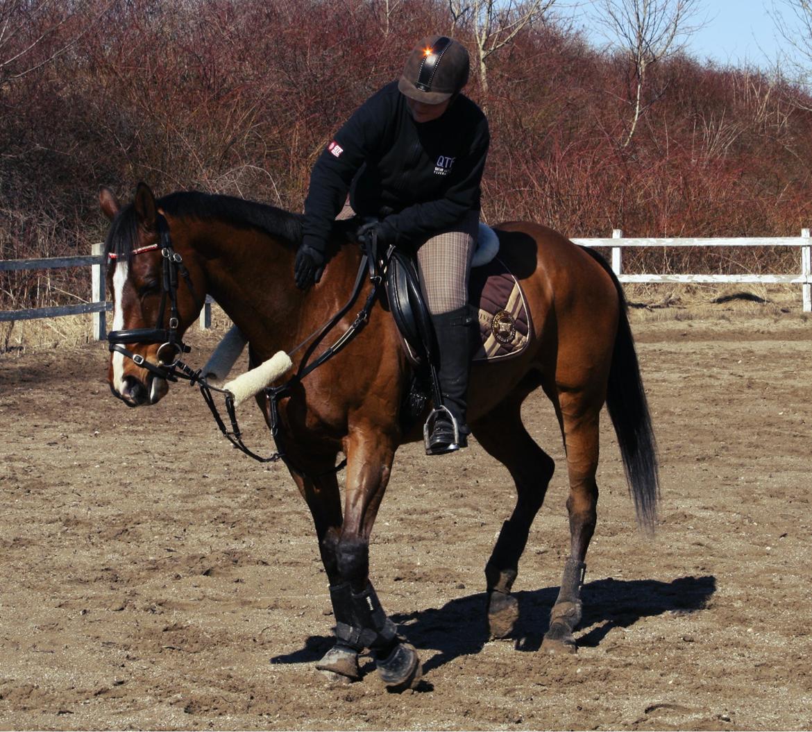 Fuldblod (XX) Flyin Dane (Fabian) billede 10