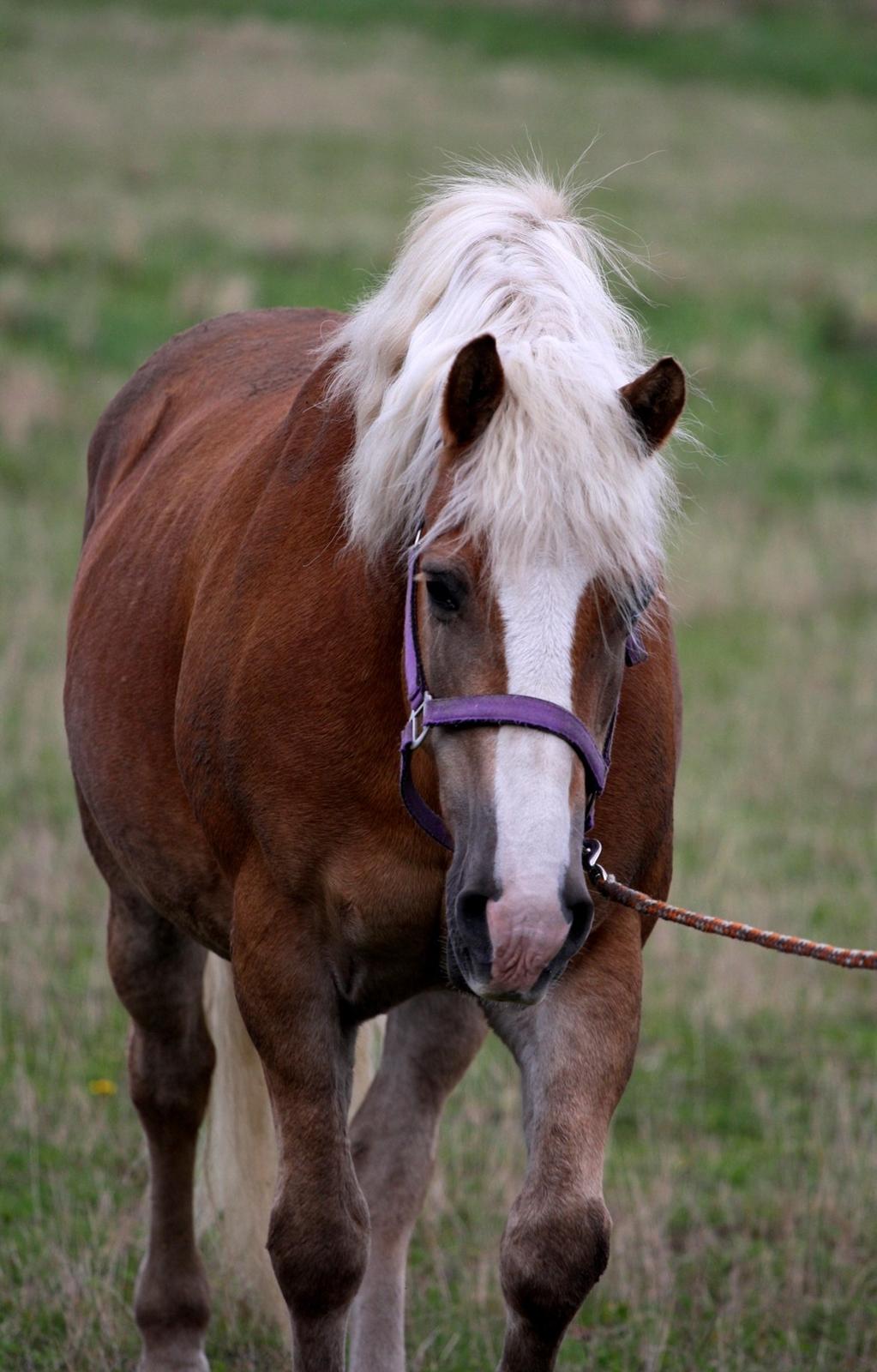 Tyroler Haflinger Aziz - På vej ind fra fold :-) billede 14