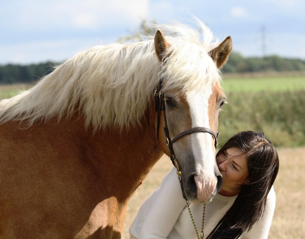 Tyroler Haflinger Aziz - møøøøs :-* billede 2