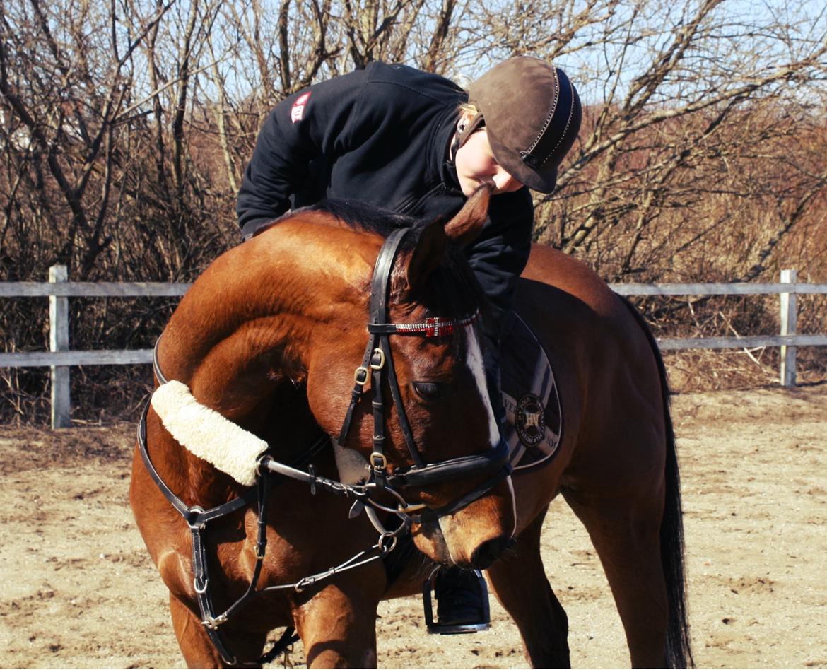 Fuldblod (XX) Flyin Dane (Fabian) billede 11