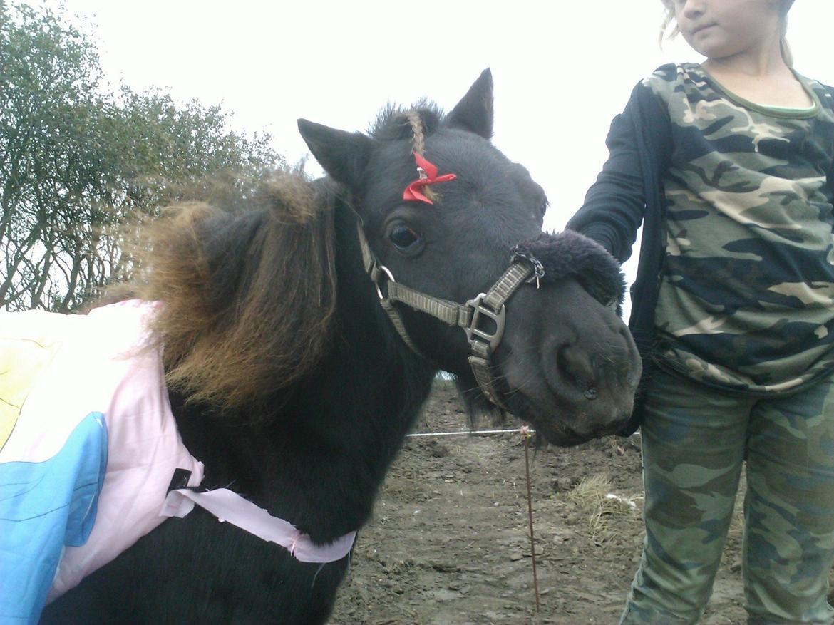 Shetlænder Isma billede 15