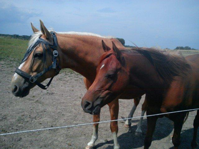 Anden særlig race Copys Le Charmeur - Gule og hans kæreste Valle <3 billede 13
