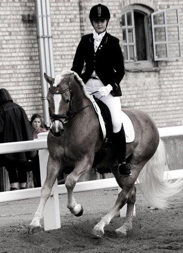Haflinger Baflo af Brunbjerg - Avlshingst - Taget af Natasha friis billede 16