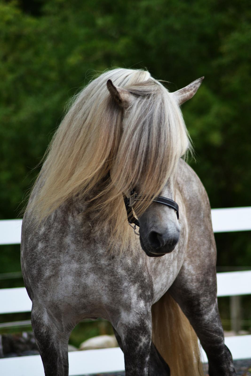 Pura Raza Española Maximus Z of Rohan billede 1