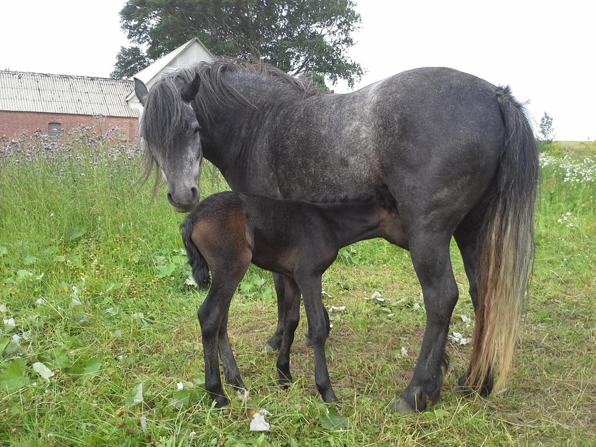 Dartmoor Jayden LF billede 2