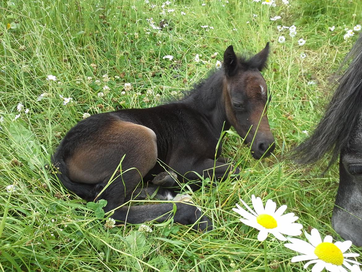 Dartmoor Jayden LF billede 1