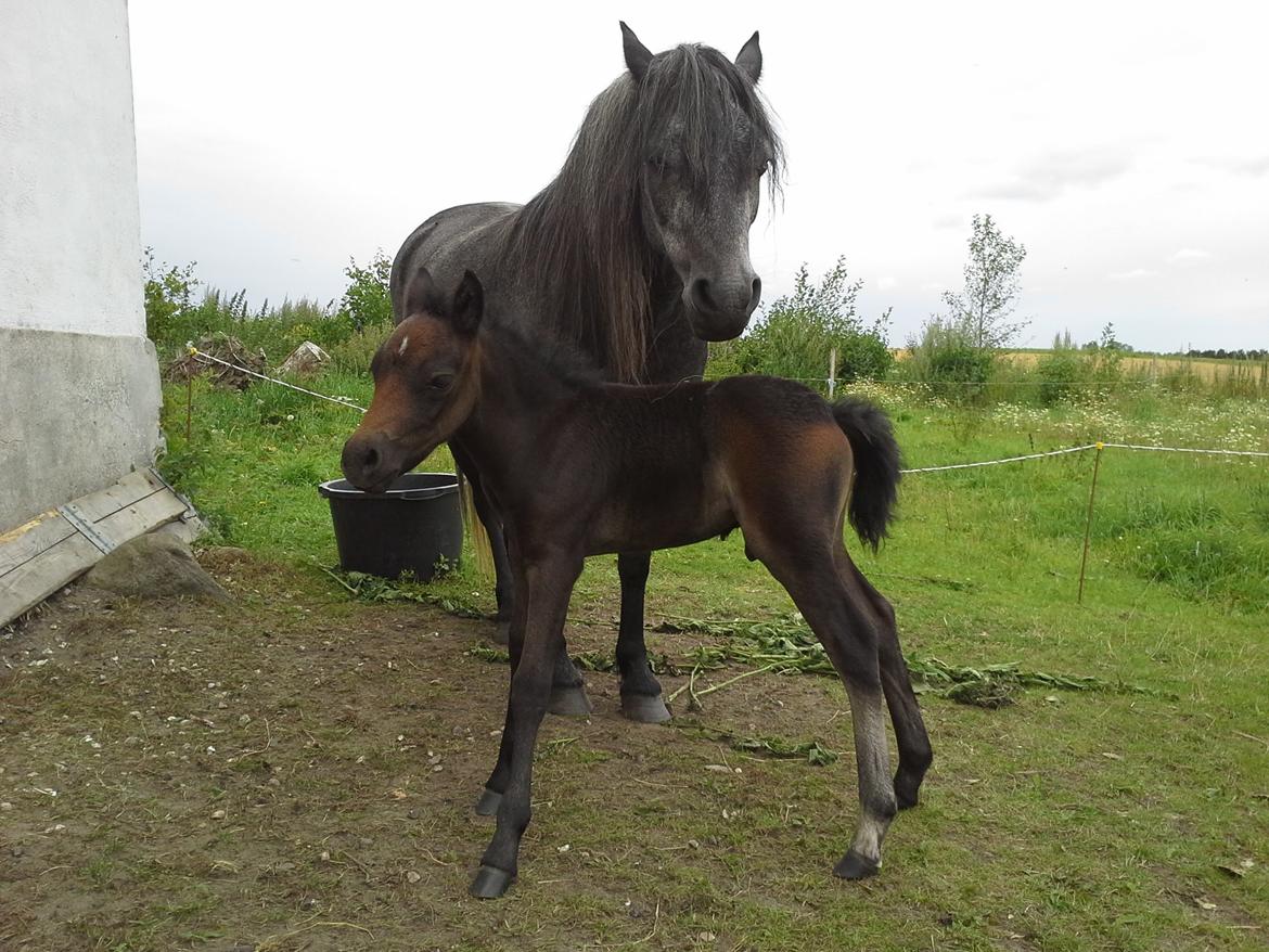 Dartmoor Jayden LF billede 6