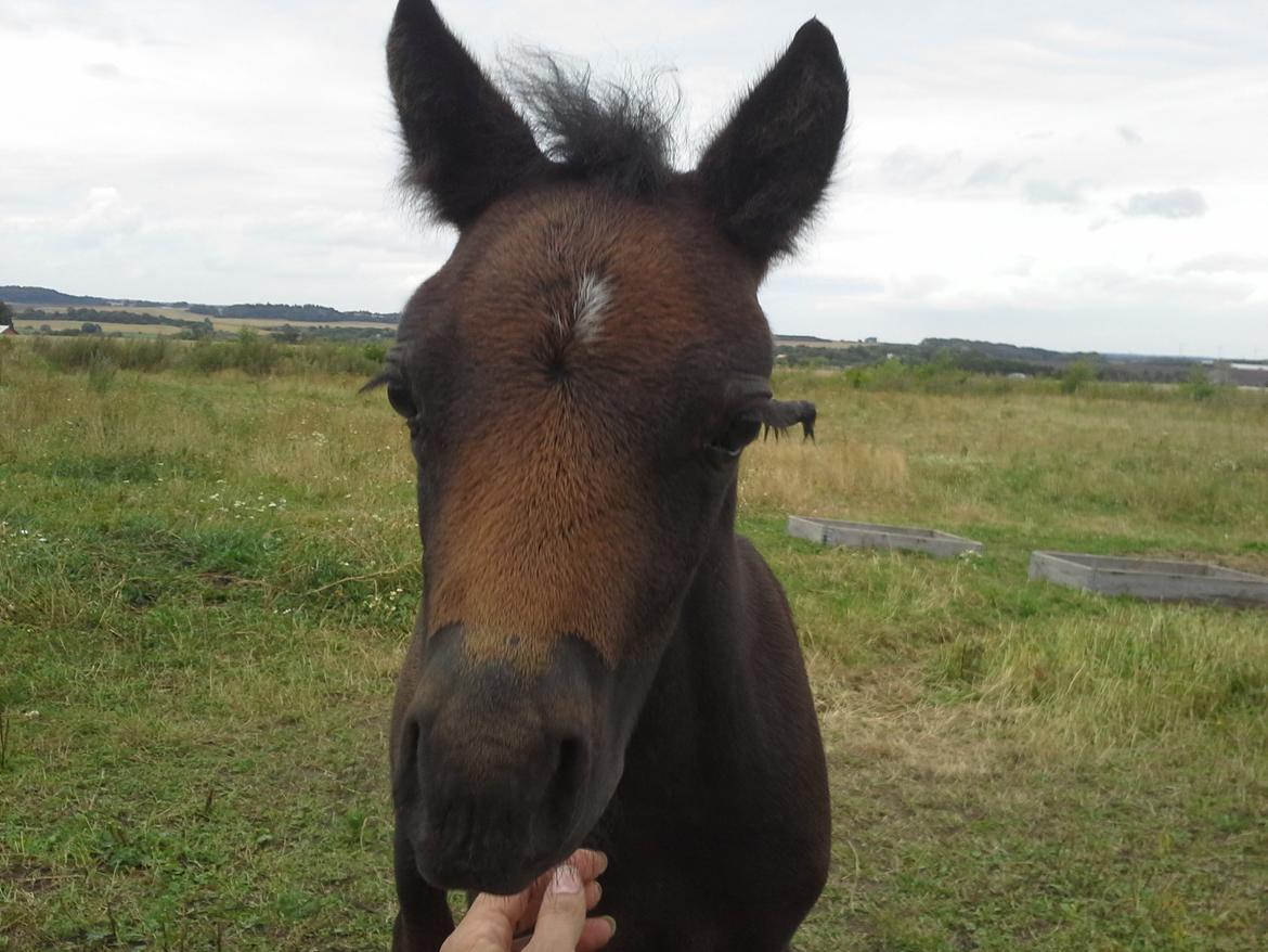 Dartmoor Jayden LF billede 8