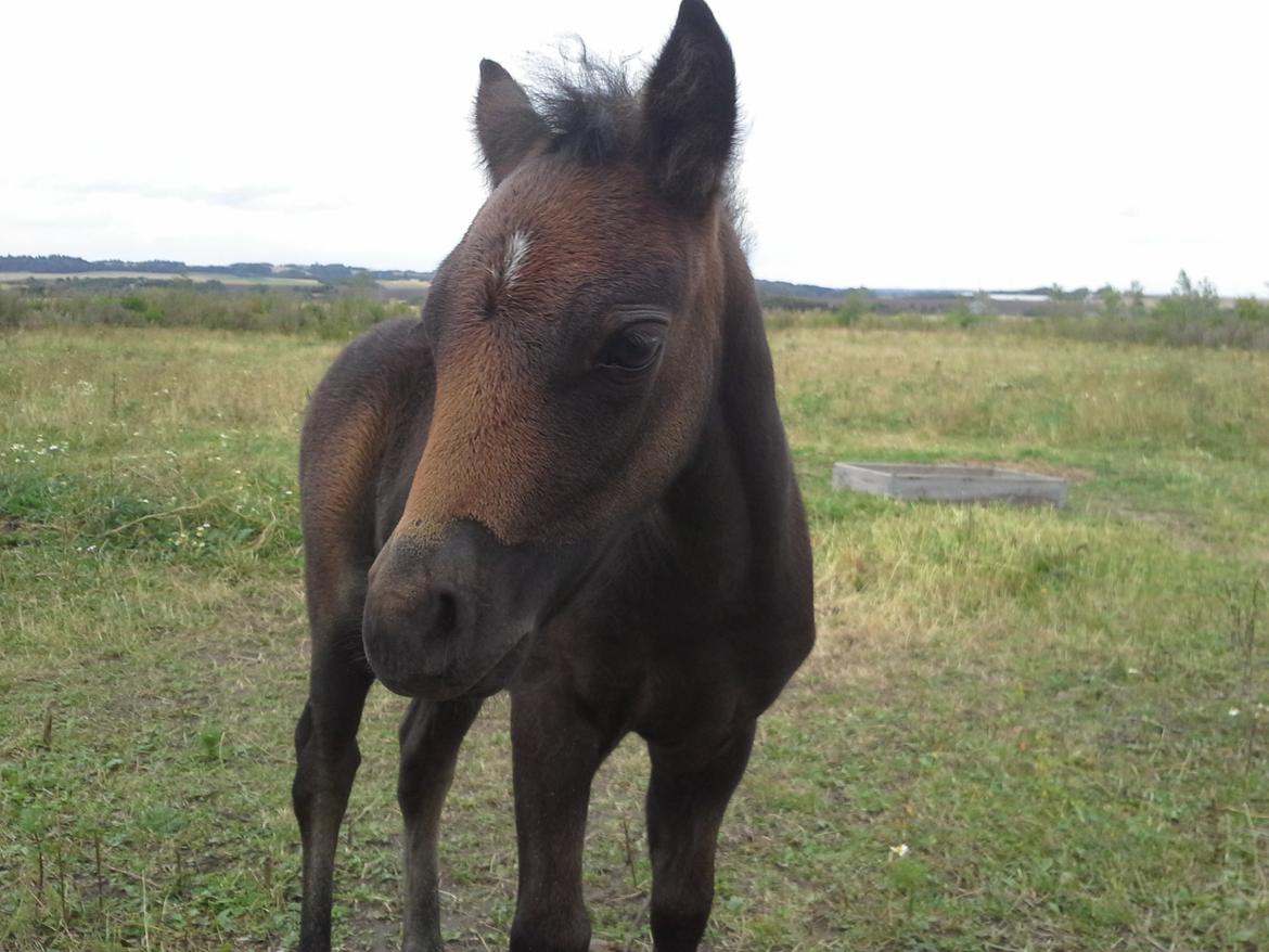 Dartmoor Jayden LF billede 9