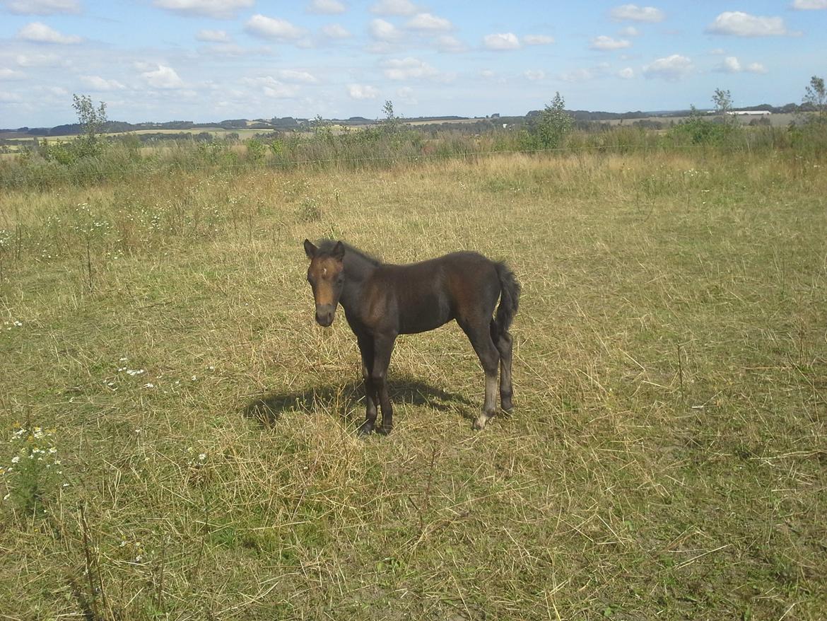 Dartmoor Jayden LF billede 10