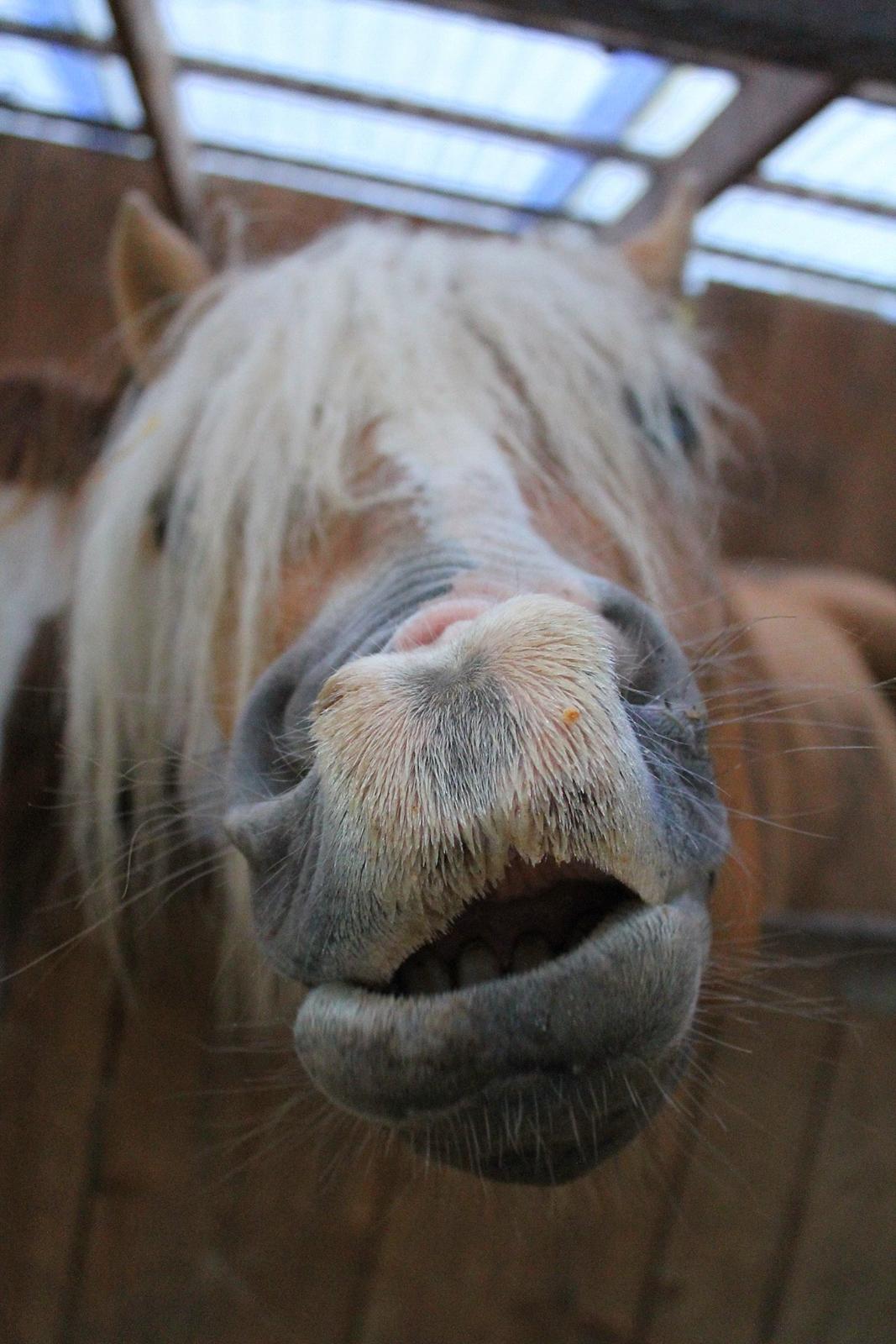 Tyroler Haflinger Tessa (Koen) billede 13