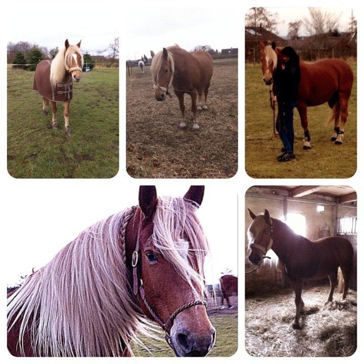 Anden særlig race Cha-Cha billede 1