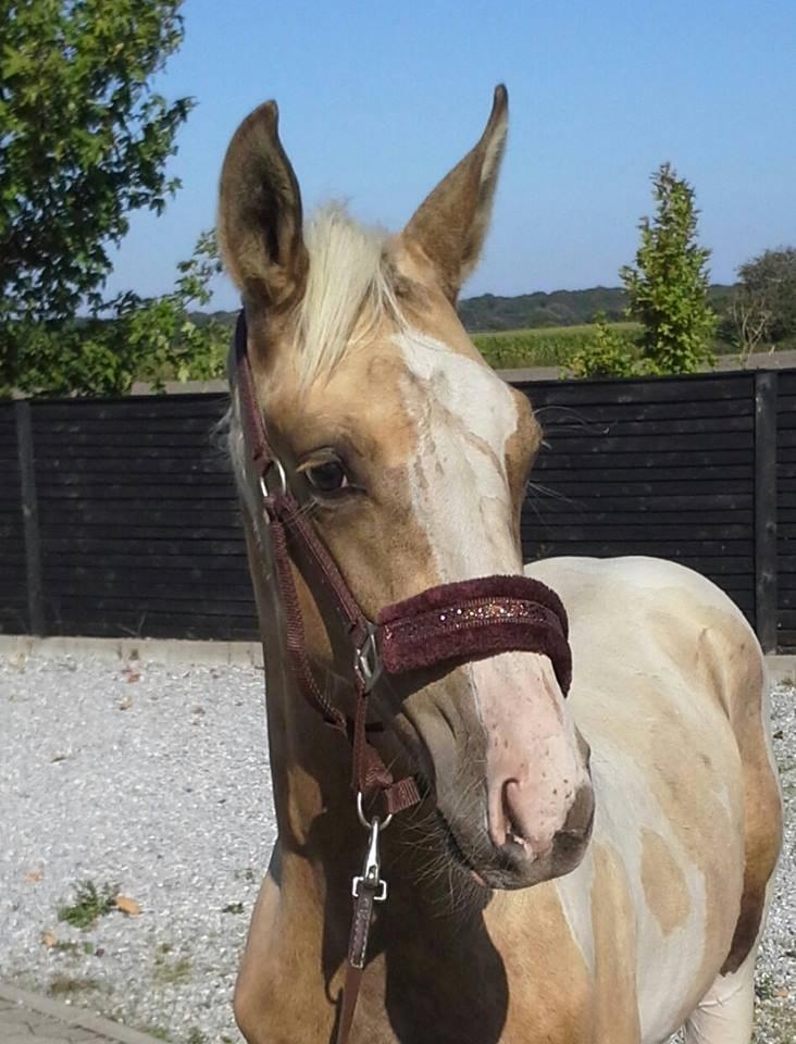 Anden særlig race Ironsmindes Knight Kiowa billede 1