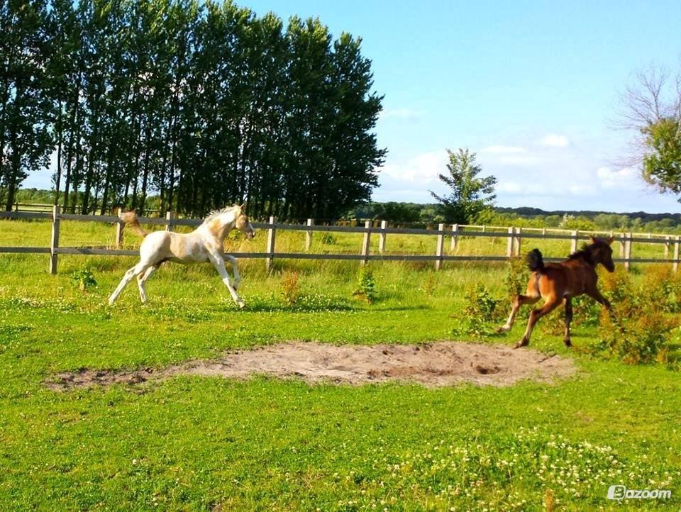 Anden særlig race Ironsmindes Knight Kiowa billede 10