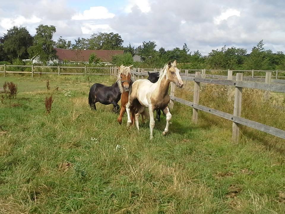 Anden særlig race Ironsmindes Knight Kiowa billede 11
