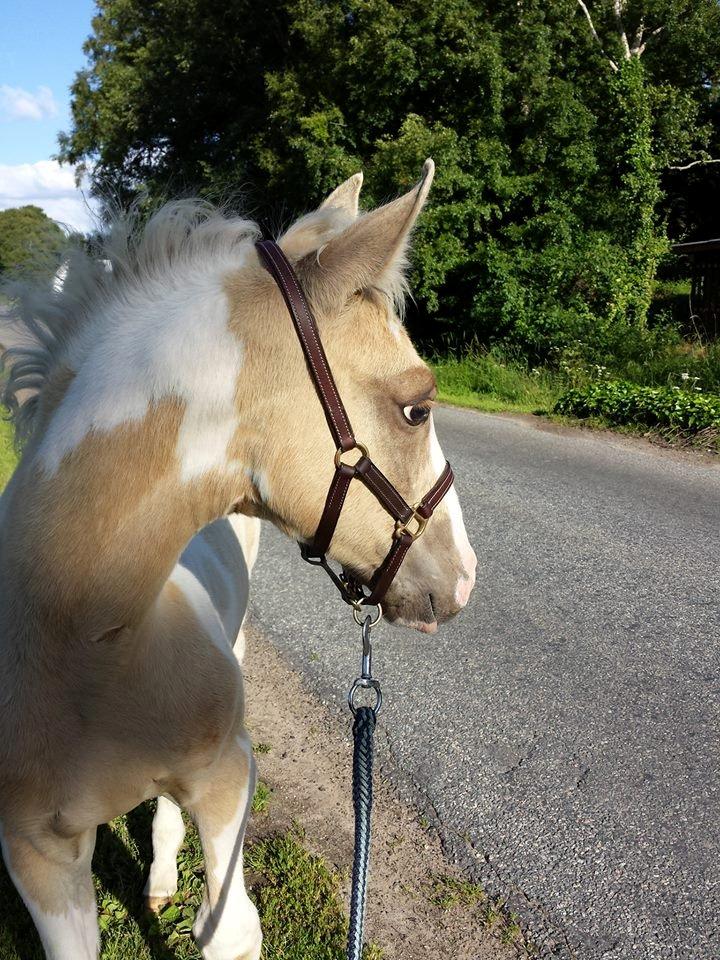 Anden særlig race Ironsmindes Knight Kiowa billede 5