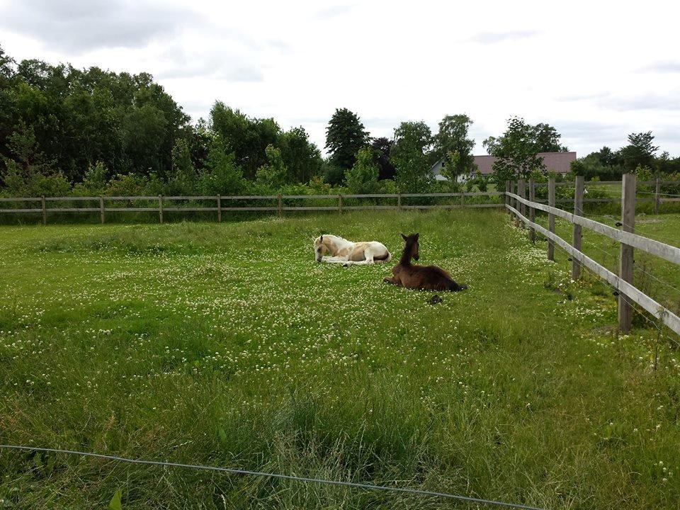 Anden særlig race Ironsmindes Knight Kiowa billede 13